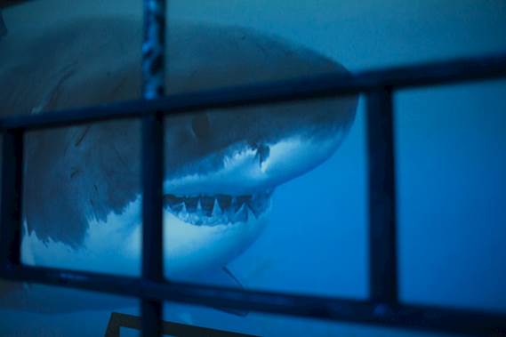 Blended ocean scene engulfs Moscow Oceanarium